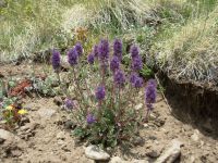 Silky phacelia